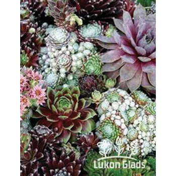 Semeno Lukon Glads Sempervivum MIX - směs netřesků Množství: 10