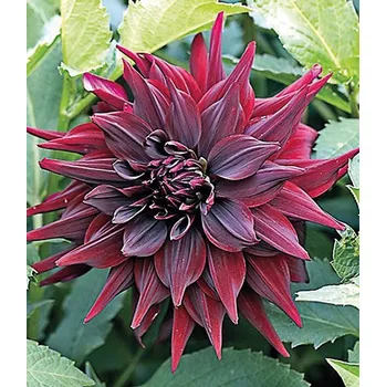 Semeno Lukon Glads Jiřina BRIGITTA ALIDA - dahlia