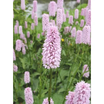Sazenice Lukon Glads Persicaria bistorta SUPERBA - rdesno, hadí kořen