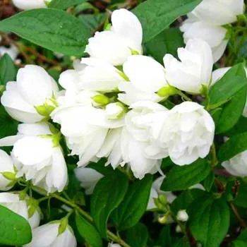 Sazenice PUSTORYL VĚNCOVÝ ´VIRGINAL´ kont. 2L