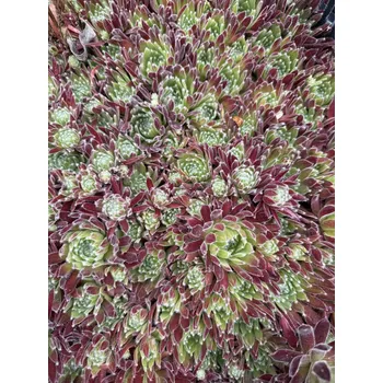 Sazenice Lukon Glads Sempervivum BEDIVERE - netřesk
