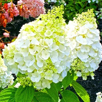 Sazenice HORTENZIE LATNATÁ ´MAGICAL MONT BLANC´ kont. 2L