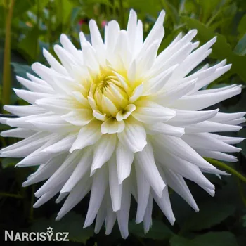 Cibulovina Jiřina - My Love .: 1 ks