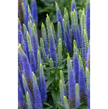 Semeno Lukon Glads Veronica spicata ULSTER DWARF BLUE - rozrazil klasnatý