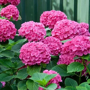 Sazenice HORTENZIE ´SYBILLA´ kont. 2L