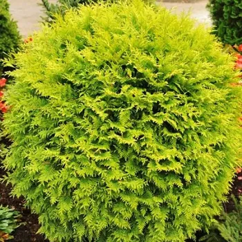 Sazenice ZERAV ZÁPADNÍ ´DANICA AUREA´ kont. 3L