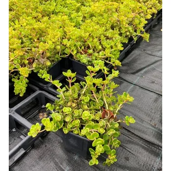 Sazenice Lukon Glads Sedum tetractinum CORAL REEF - rozchodník