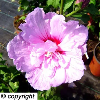 Sazenice IBIŠEK SYRSKÝ ´LAVENDER CHIFFON´® kont. 2L