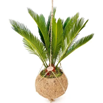 Kokodama Cycas Revoluta (L) Cykas Japonský Kokosový Květináč