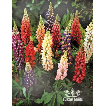 Semeno Lukon Glads Lupinus polyphyllus LEGENDARY MIX - vlčí bob
