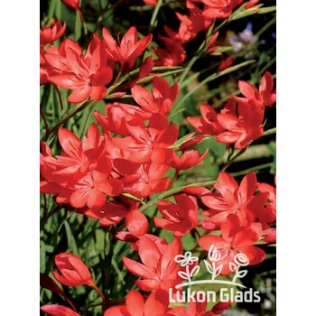 Sazenice Lukon Glads Schizostylis coccinea RED - říční lilie, lilie karmínová, podzimní mečík