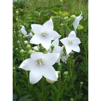 Semeno Lukon Glads Platycodon grandiflorus ALBUS - platykodon, boubelka, boubelík