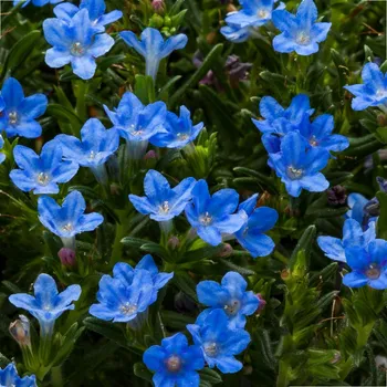 Semeno Lukon Glads Lithodora diffusa HEAVENLY BLUE - kamejka