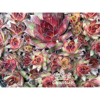 Semeno Lukon Glads Sempervivum BRUNCO - netřesk