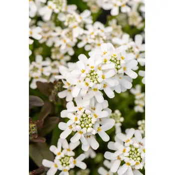 Sazenice Lukon Glads Iberis sempervirens FISHBECK - iberka vždyzelená