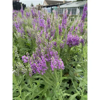 Sazenice Lukon Glads Veronica hybrida PURPLE EXPLOSION - rozrazil