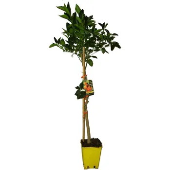 Sazenice Mrazuvzdorný pomerančovník arancio Tarocco