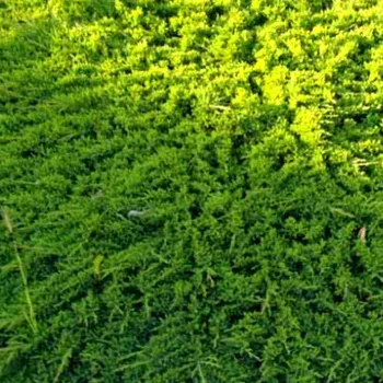 Sazenice JALOVEC POLEHLÝ ´PRINCE OF WALES´ kont. 3L