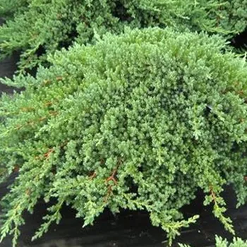 Sazenice JALOVEC POLOŽENÝ ´NANA´ kont. 3L