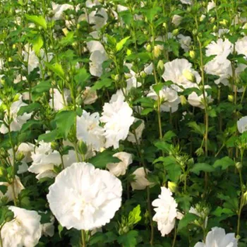 Sazenice IBIŠEK SYRSKÝ ´WHITE CHIFFON´® kont. 2L