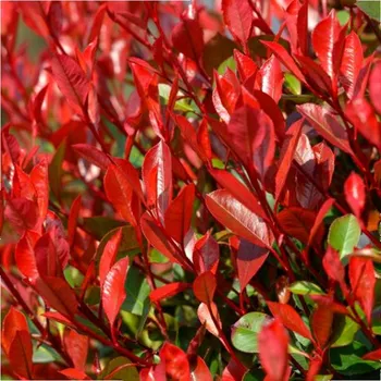 Sazenice BLÝSKAVKA FRASEROVA ´LITTLE RED ROBIN´ kont. 2L