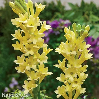 Cibulovina Polianthes Tuberosa - Super Gold .: 1 ks