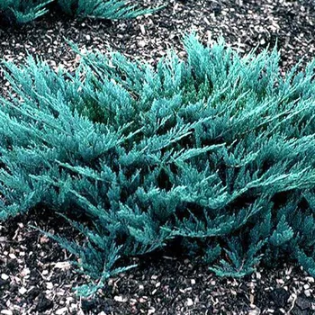 Sazenice JALOVEC POLEHLÝ ´BLUE CHIP´ kont. 3L