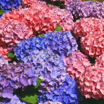 Sazenice HORTENZIE ´BOUQUET ROSE´ kont. 2L