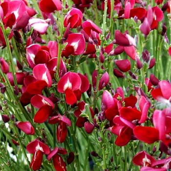 Sazenice ČILIMNÍK ´BOSKOOP RUBY´ kont. 2L