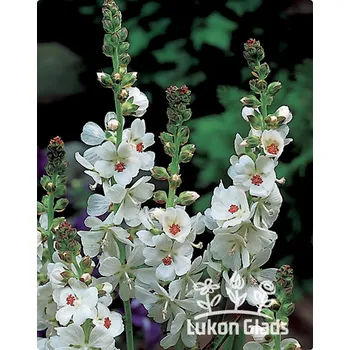 Semeno Lukon Glads Sidalcea candida - slézovník