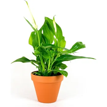 Gardners Spathiphyllum, průměr 21 cm Spatifylum, Lopatkovec, Toulcovka