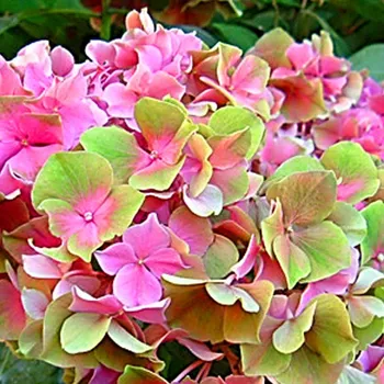 Sazenice HORTENZIE ´ALPENGLUEHEN´ kont. 2L