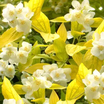 Sazenice PUSTORYL ´AUREUS´ kont. 2L