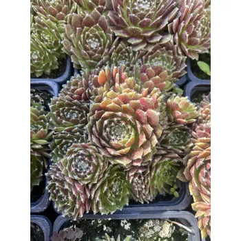 Semeno Lukon Glads Sempervivum KRISTINA - netřesk