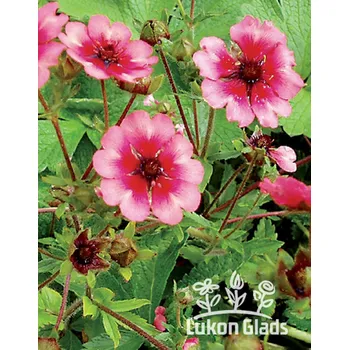 Semeno Lukon Glads Potentilla nepalensis MISS WILLMOT - mochna