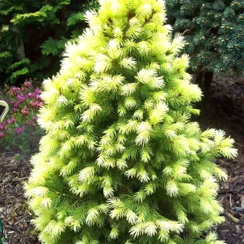 Sazenice SMRK SIVÝ ´DAISY´S WHITE´ kont. 3L