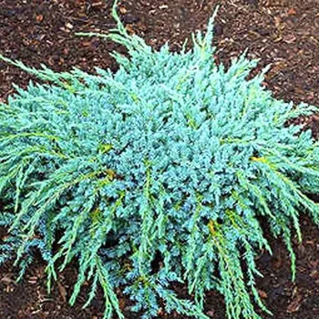 Sazenice JALOVEC OBECNÝ ´BLUE CARPET´ kont. 3L