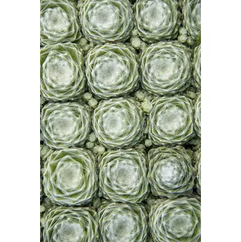 Semeno Lukon Glads Sempervivum hybridum SIRIUS - netřesk