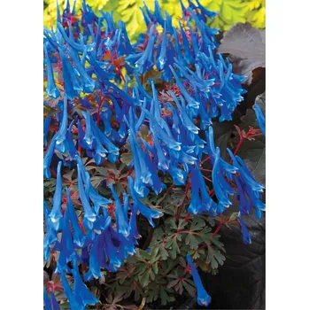 Sazenice Lukon Glads Corydalis curviflora BLUE HERON - dymnivka