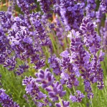 Sazenice LEVANDULE ÚZKOLISTÁ ´DWARF BLUE´ kont. 1,5L