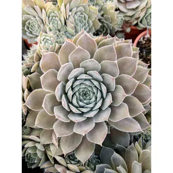 Sazenice Lukon Glads Sempervivum hybridum AQUILA - netřesk