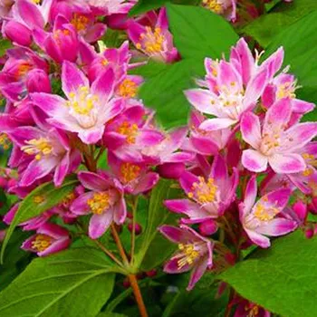 Sazenice TROJPUK - DEUTZIA ´STRAWBERRY FIELDS´ kont. 2L