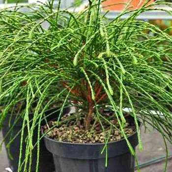 Sazenice ZERAV ŘASNATÝ ´WHIPCORD´ kont 3L