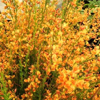 Sazenice ČILIMNÍK ´APRICOT GEM´ kont. 2L