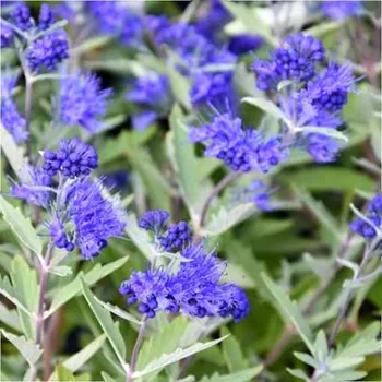 Sazenice OŘECHOKŘÍDLEC CLANDONSKÝ ´KEW BLUE´ kont. 2L