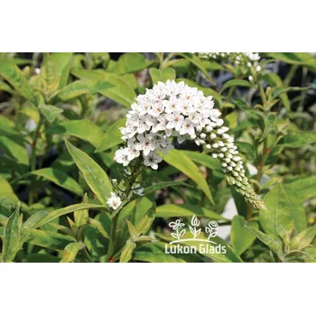Semeno Lukon Glads Lysimachia clethroides - vrbina sehnutá