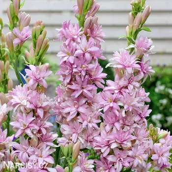 Cibulovina Polianthes Tuberosa - Pink Sapphire .: 1 ks