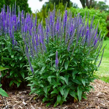 Semeno Lukon Glads Veronica longifolia BLUE - rozrazil klasnatý