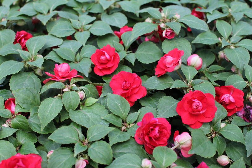 Netýkavka, balzamína turecká 'Musica Elegant Red' - Impatiens walleriana 'Musica Elegant Red' Květník o průměru 10,5 cm