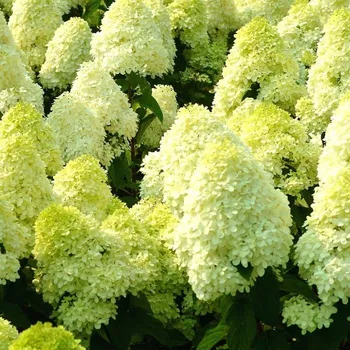Sazenice HORTENZIE ´LIMELIGHT´® kont 2L